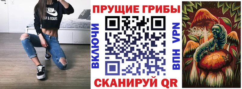 где найти Наволоки Галлюциногенные грибы Cubensis